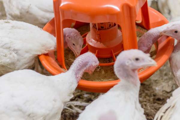 Chickenology sampler (middle school)