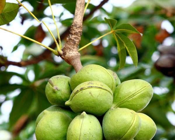 Bioeconomy and soybeans: investigating challenges and exploring solutions