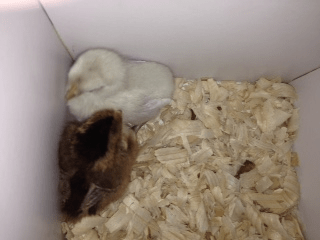 "Chick experts" share knowledge with others — GrowNextGen