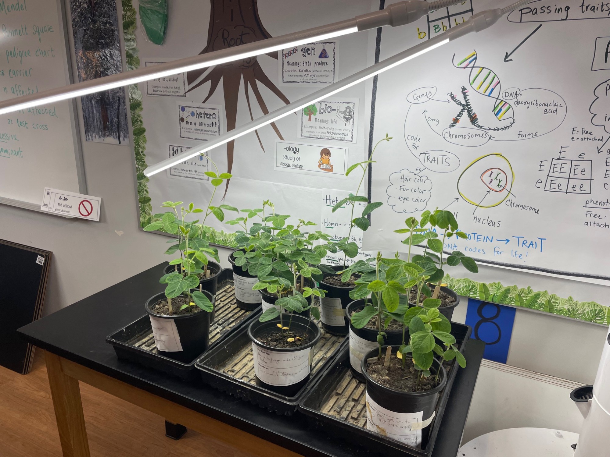 Erica’s classroom setup used artificial lights to grow soybeans in her windowless classroom.