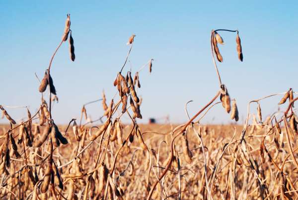 Agribusiness