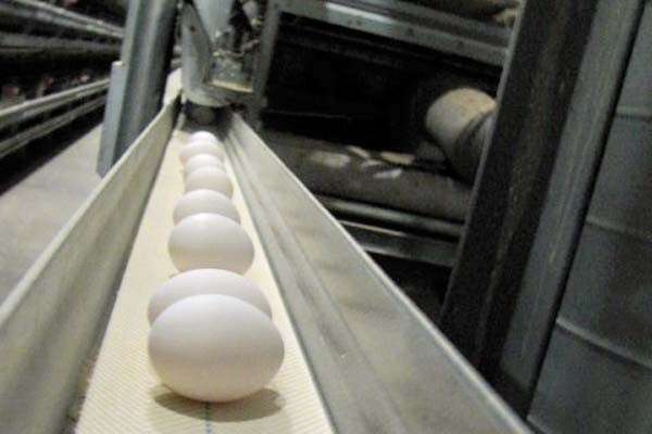 Animal agriculture: engineer an egg catcher
