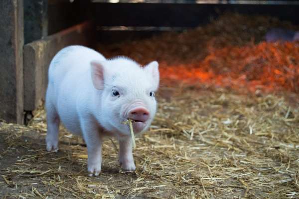 Animal digestion and nutrition