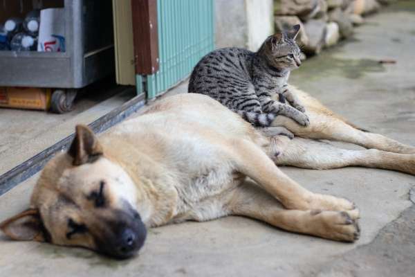 Animal nutrition