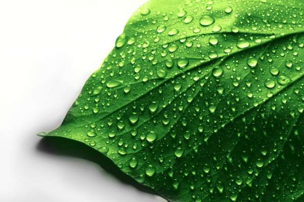 Beans about water: soybeans and food science