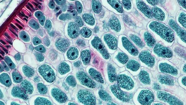 Cellular processes: Chickenology (high school)