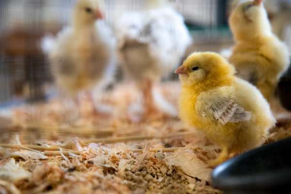 ChickQuest primer
