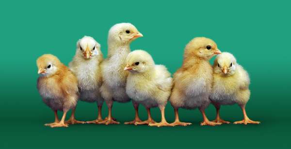ChickQuest: A classroom journey through the life cycle of chickens