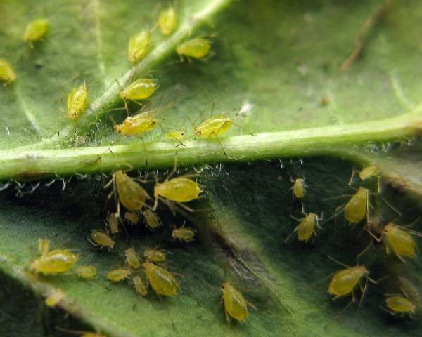 A closer look at insects