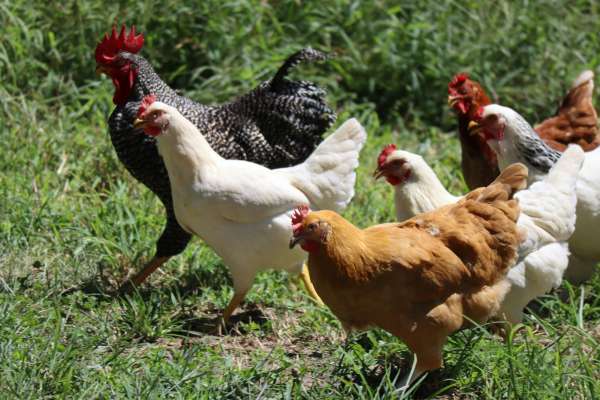 Biodiversity and interdependence: Chickenology (high school)