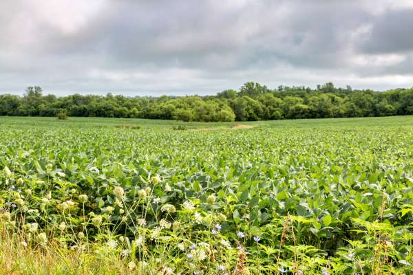 Growing more food: biotechnology