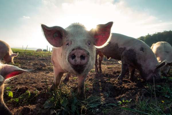 Growth and development of pigs