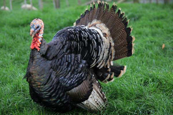 Heredity: Chickenology (high school)