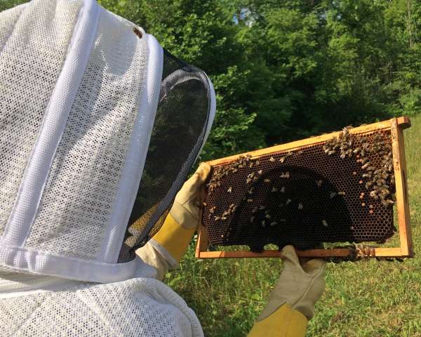 Living the hive life: honey bees and pollinators