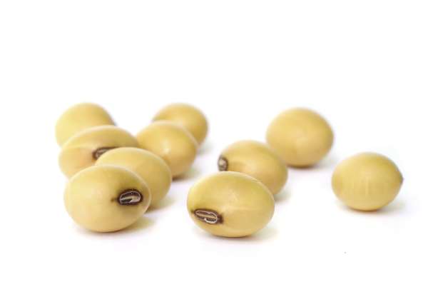 Meet the bean: soybeans are everywhere!