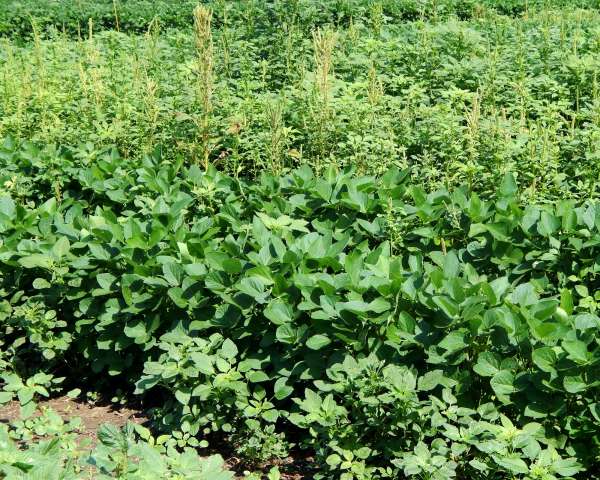 Rise of the mutant weed: weeds and herbicide resistance