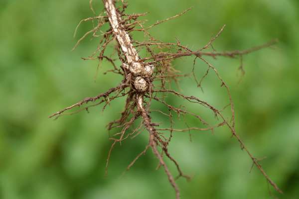 Nitrogen fixation and legumes: say what?