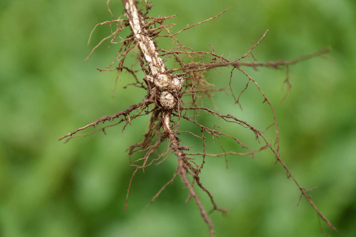 Nitrogen fixation and legumes: say what? — GrowNextGen