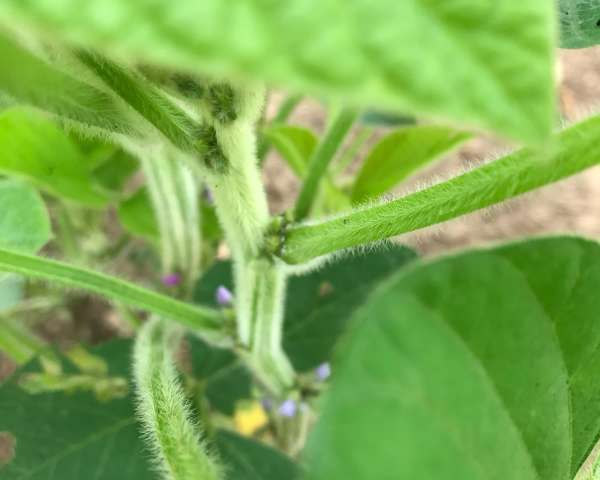 Photoperiod: the floral initiator