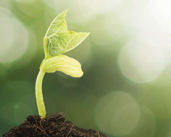 Plant inhibition