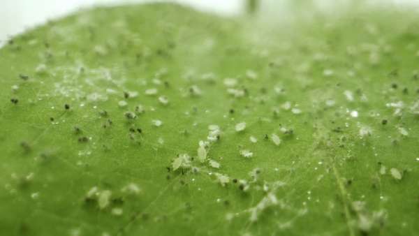 Reproduction and genetics using soybean aphids