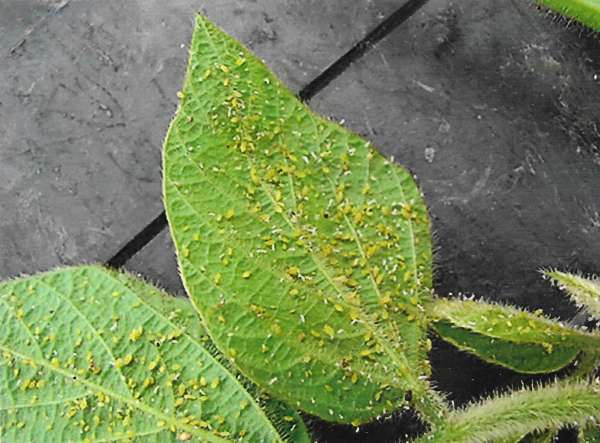 Reproduction and genetics using soybean aphids