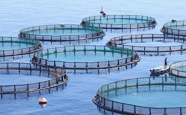 Aquaculture