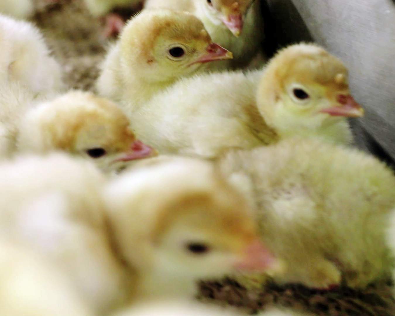 Breeding the best flock — GrowNextGen