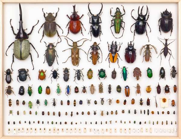 Insect life cycles
