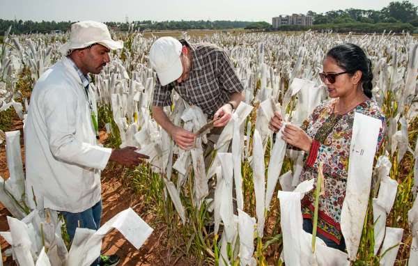Plant breeding techniques including CRISPR