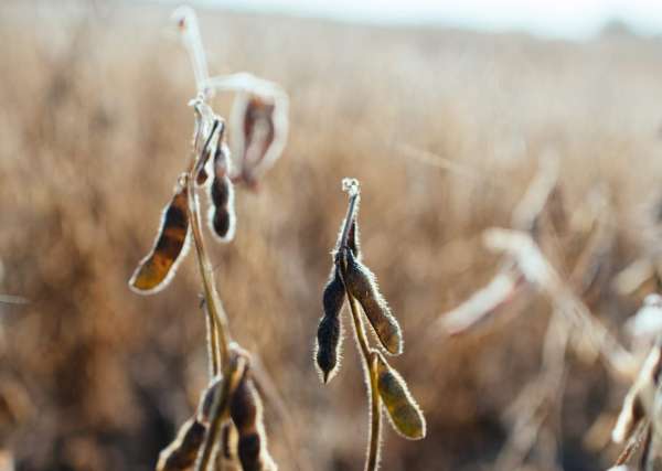 Soybeans 101