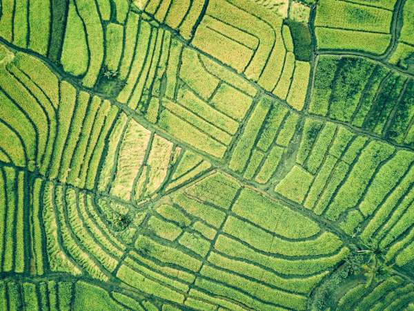 STEM in agriculture