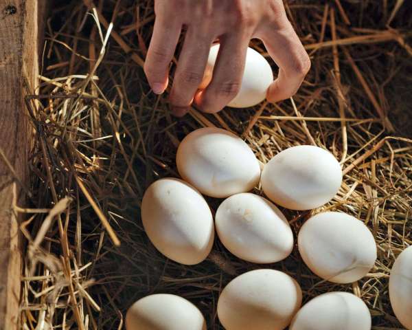 Structure and function of eggs (Elementary)