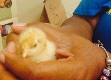 Baby chicks at Bolton Elementary
