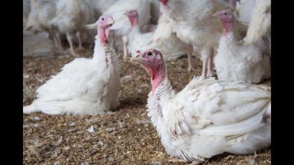 Chickenology: Breeding the best flock! virtual field trip