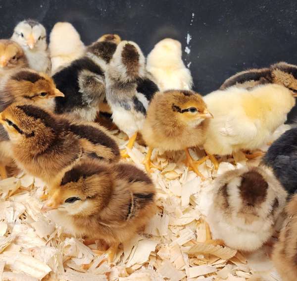 ChickQuest connects with challenged students