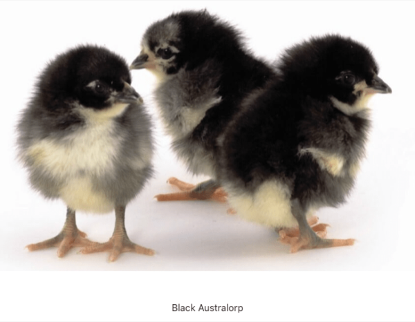 ChickQuest: identifying day-old chicks