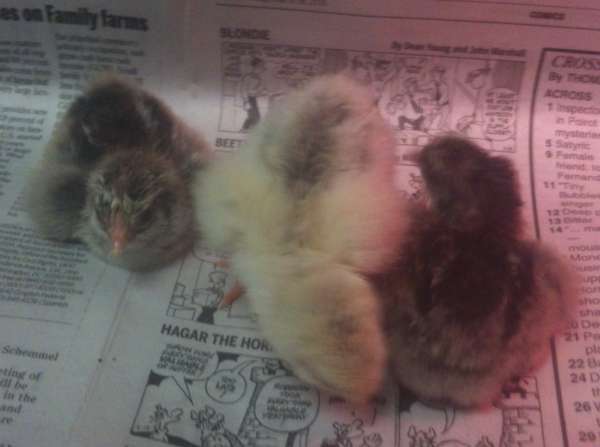 ChickQuest: not just for little kids!