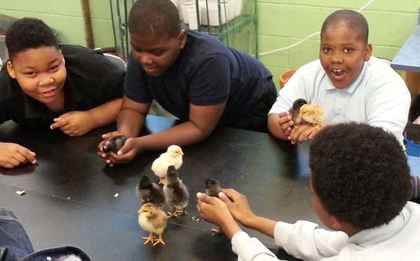 Chicks in the classroom part of Agriscience in the City