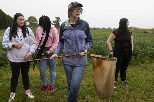 Cicada mysteries persist in midwest swarms