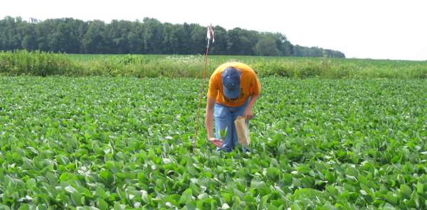 First place project checks soybean yield, water quality