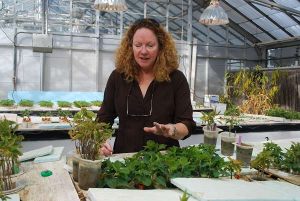 Gene editing builds food stability in Europe