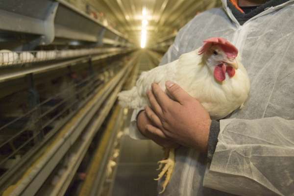 Happy homes for hens and their eggs