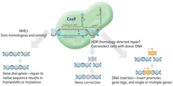 Precision in gene editing presents great potential