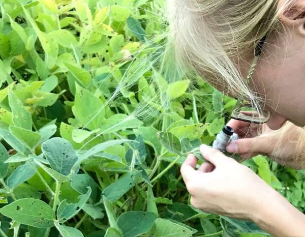 Putting bugs ONTO plants—all in the name of science!