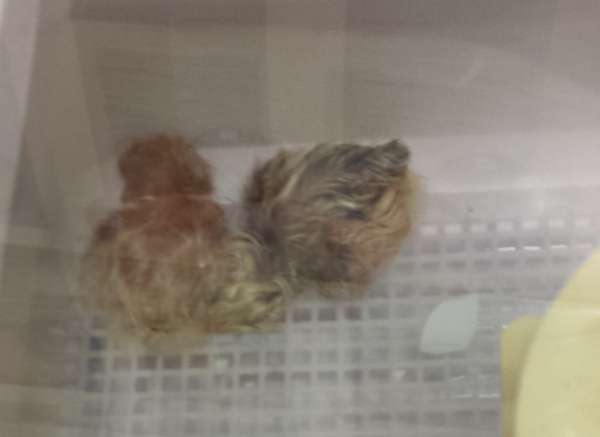 Special education classrooms enjoy hatching chicks