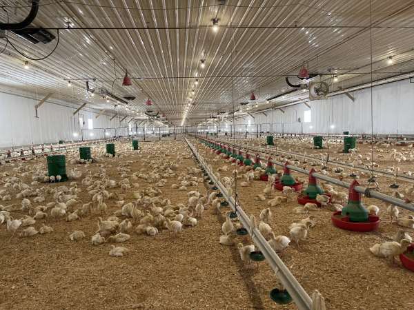Visiting a turkey barn