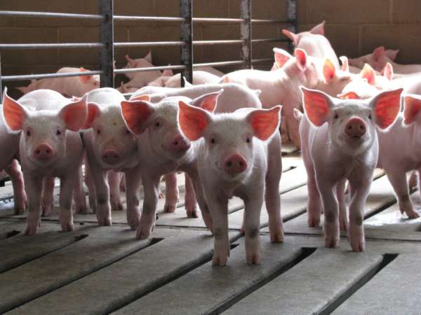 You’re invited on a virtual field trip to a pig farm! Prep your students for their visit with our Ready-made resource!