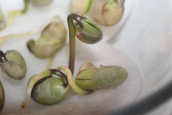 Increasing soybean germination rate