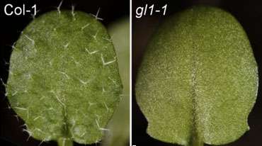The correlation between the GL1 gene and the glabrous phenotype in various arabidopsis ecotypes